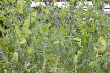 Close up healthy green peas growing on summer farm