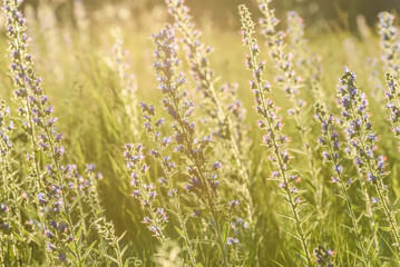 Wall Mural - blue flowers meadow sunlight Echium vulgare