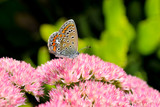 butterlfy on pink flower
