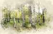 Birch Grove. Watercolor background