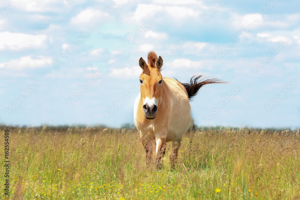 Mongolian wild horse in pasture on summer day