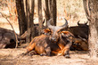 African forest buffalo in Bandia Reserve in Senegal, West Africa