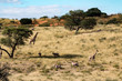 Safari in Kgalagadi Transfrontier Park, South Africa