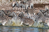 Fototapeta  - Zebras at a waterhole in Etosha National Park, Namibia
