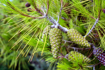 green cones on the pine tree