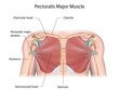 Pectoralis major muscle, labeled. 