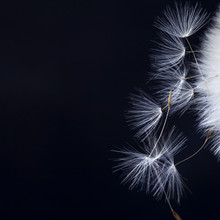 The Dandelion With Seeds Ready For Dispersal Isolated On Black Background
