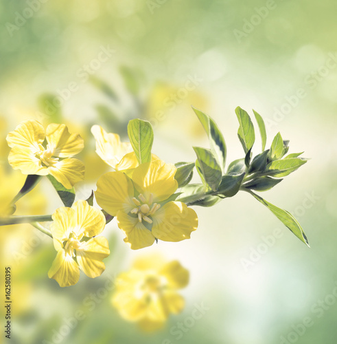 Primrose Willow wild flowers