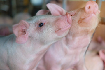 Small piglet in the farm. Group of Pig indoor on a farm yard in Thailand. swine in the stall. Close up eyes and blur.