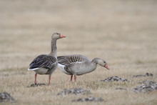 Greylag geese Anser anser - a pair foraging in early spring