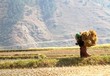 Woman carrying bundles of rice straws walking in the rice field at Bhutan