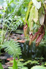 Carnivorous Pitcher Plant Nepenthes In The Botanical Garden