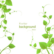  Foliage On A White Background, Climbing Plants, Vector Illustration