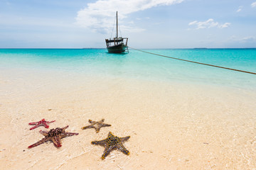 Wall Mural - beautiful seascape with starfishes on a shore and ocean with boat on the background