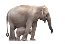 Sri Lankan Elephant, Elephas Maximus Maximus, Mother Protecting New-born Elephant, Isolated On White Background. Yala National Park, Sri Lanka. 