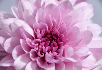 Purple chrysantemum macro