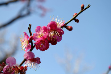 Wall Mural - plum blosson in japanese garden