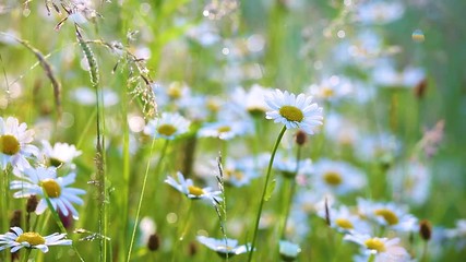 Wall Mural - Beautiful morning nature background. Closeup of fresh daisies with drops of dew in charming light of  sunrise sun. Many different plants, wildflowers in countryside meadow. Real time full hd footage
