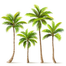 Palm Trees Set. Vector