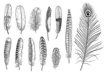 collection of feather illustration, drawing, engraving, ink, line art, vector