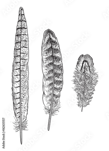 Naklejka dekoracyjna Pióra bażanta - ilustracja