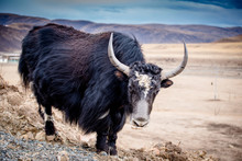 Yak In The Valley