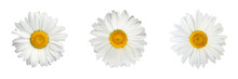 Isolated Collage Of Chamomile Flowers On White Background