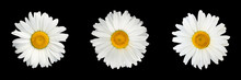 Isolated Collage Of Chamomile Flowers On Black Background