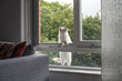 © Ulrika Kestere - Curious indoor cat climbing out window and looking at birds
