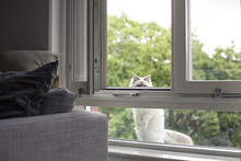 White Indoor Cat Peeking Through Window
