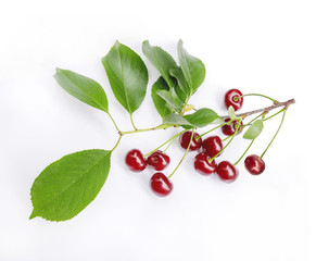 Wall Mural - Sweet fresh cherry with green leaf and branch isolated on white background