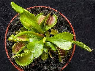 exotic insect-eating predator flower Venus flytrap isolated on black background