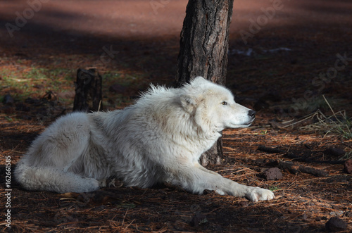 Fotografia, Obraz Compelling White Wolf In Nature During The Summer