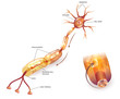 Myelination of nerve cell. Myelin sheath surrounds the axon close-up detailed anatomy illustration