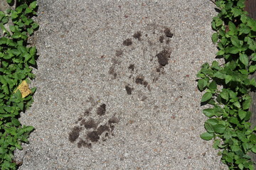 Man's Muddy Shoe Print on Concrete