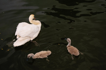 white swan with two chicks