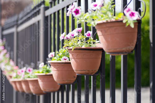 Plakat Ceramiczni flowerpots na metalu ogrodzeniu outside.