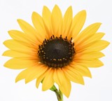 Fototapeta Kwiaty - An up close view of a golden yellow Sunflower 