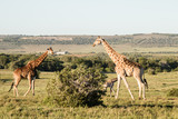 Fototapeta Sawanna - Pair of giraffe walking to a tree on safari in South Africa