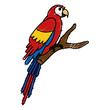 exotic parrot in branch tropical bird vector illustration design