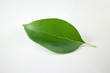 Leaf of Cinnamomum camphora tree on white background