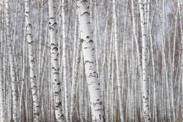  birch forest