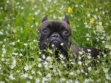 The Dog In The Tall Grass Among The Flowers.