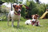 Fototapeta Psy - Wakacje z psem. Pies i suczka rasy terrier wypoczywają na trawie