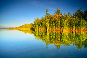 Wall Mural - clear calm lake with reeds in warm light at sunset