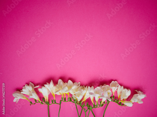 White Flowers On Artistic Pink Fuchsia Magenta Paper Celebration Background Buy This Stock Photo And Explore Similar Images At Adobe Stock Adobe Stock