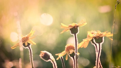 Wall Mural - Beautiful morning nature background. Closeup of yellow flowers with drops of dew in charming light of sun. Many different plants and wildflowers in countryside meadow. Filtered in vintage retro style.