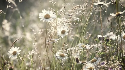 Wall Mural - Beautiful nature background. Closeup of fresh daisies with drops of dew in charming light of morning sun. Many different plants and wildflowers in countryside. Filtered in vintage retro style.
