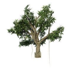 Wall Mural - 3d rendering banyan tree on white