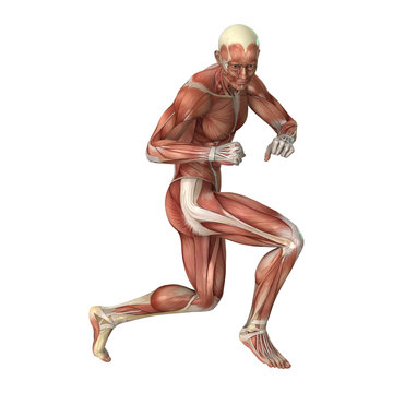 3D Rendering Male Figure Muscle Maps on White